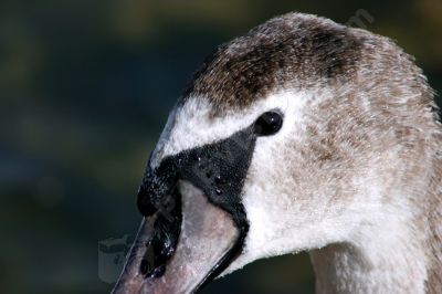 Jeune cygne tubercul en gros plan - Photo libre de droit - PABvision.com