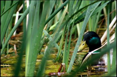 Un canard colvert discret - Photo libre de droit - PABvision.com