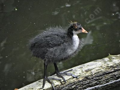 Jeune poule d'eau - Photo libre de droit - PABvision.com