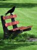 Corbeau et banc public