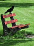 Corbeau et banc public