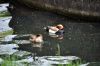 Couple de canards nette rousse