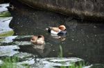 Couple de canards nette rousse