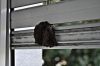 Les chauves souris et leurs habitats