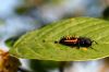 Dr�le d'insecte