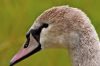  t�te de jeune cygne