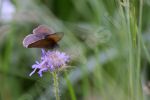 Le papillon et la fleur