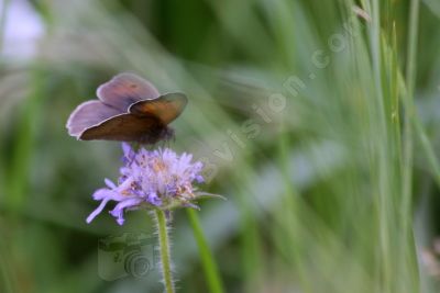 Le papillon et la fleur - Photo libre de droit - PABvision.com