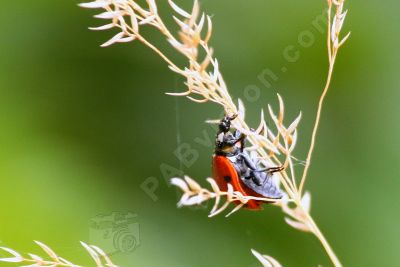 La coccinelle - Photo libre de droit - PABvision.com