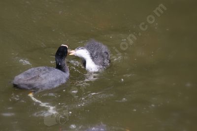 La beauté de la nature - Photo libre de droit - PABvision.com