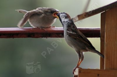 C'est l'heure du repas - Photo libre de droit - PABvision.com