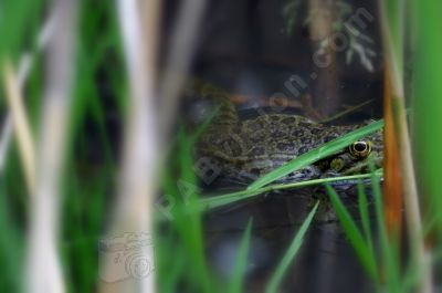 Quel oeil - Photo libre de droit - PABvision.com