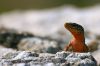 Le l�zard Psammodrome algire