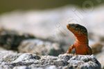 Photo libre - Le lzard Psammodrome algire