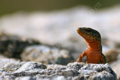 Le lézard Psammodrome algire - Photo libre de droit - PABvision.com