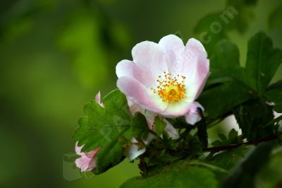 Fleurs sauvage - Photo libre de droit - PABvision.com