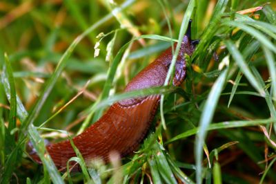 La limace rouge - Photo libre de droit - PABvision.com