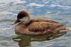  canard nette rousse 