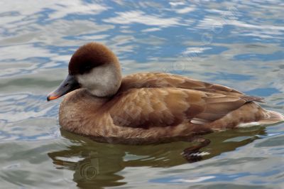  canard nette rousse  - Photo libre de droit - PABvision.com