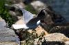 Mouette rieuse