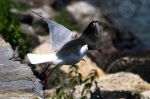 Mouette rieuse