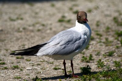 Mouette rieuse - Photo libre de droit - PABvision.com