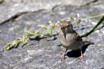 Moineau domestique