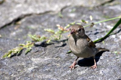 Moineau domestique - Photo libre de droit - PABvision.com