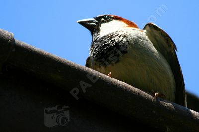 Jeune moineau domestique - Photo libre de droit - PABvision.com