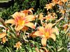 Fleurs de lys