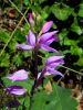 Fleur sauvage c�phalanth�re rose