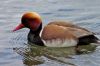 Canard nette rousse 