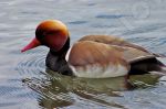 Canard nette rousse 