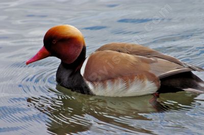 Canard nette rousse  - Photo libre de droit - PABvision.com