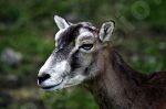 Le mouflon