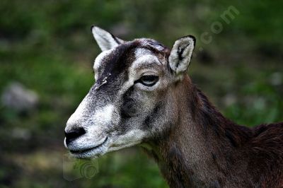 Le mouflon - Photo libre de droit - PABvision.com