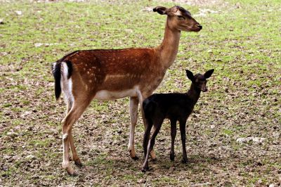 Daine avec son jeune faon - Photo libre de droit - PABvision.com