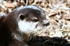 La loutre cendr�e