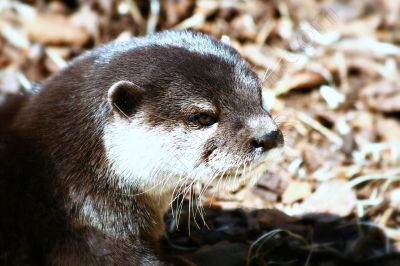 La loutre cendre - Photo libre de droit - PABvision.com