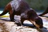 La loutre cendr�e