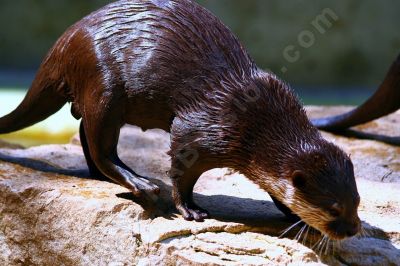 La loutre cendre - Photo libre de droit - PABvision.com