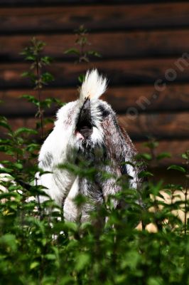 Chèvre naine - Photo libre de droit - PABvision.com