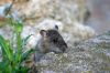  rats d'eau mammif�res rongeurs 