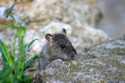  rats d'eau mammifères rongeurs  - Photo libre de droit - PABvision.com