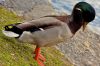 Canard colvert 