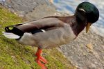 Canard colvert 