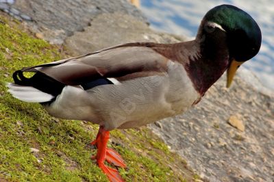 Canard colvert  - Photo libre de droit - PABvision.com