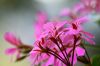 Le g�ranium lierre