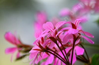 Le géranium lierre - Photo libre de droit - PABvision.com