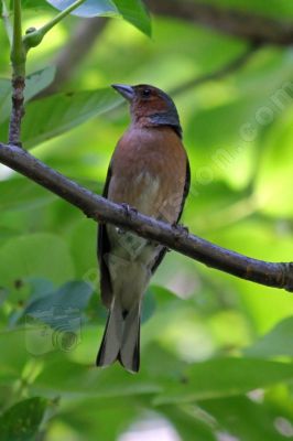 Le pinson des arbres - Photo libre de droit - PABvision.com